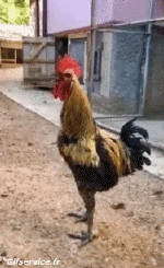 Humor -  Fun Animals Birds Roosters - Hens 