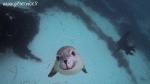 Humor -  Fun Tiere Seals Seelöwe 01 