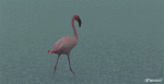 Humor -  Fun Animals Birds Flamingo 