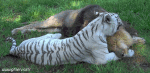 Humor - Fun Animales Tigres 01 