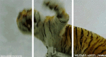 Tigre-Humour - Fun 3D Effets 3D - Lignes -  Bandes Tigre