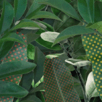 Humour - Fun GIF Artistes Chantal Caduff 