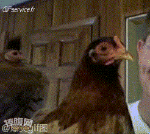 Humor -  Fun Tiere Geflügel Hähne - Hühner 