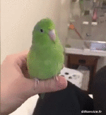Humor -  Fun Animals Birds Parakeet Parrot 