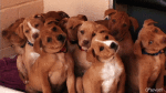 Humor -  Fun Animals Dogs 04 
