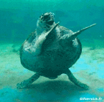Humor -  Fun Tiere Schildkröten 01 