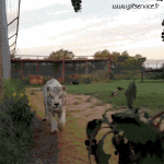 Umorismo -  Fun Animali Tigri 01 