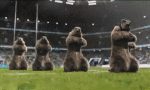 Rugby haka-Multimedia Kanäle - TV Frankreich France 3 Les Marmottes Sports Rugby haka