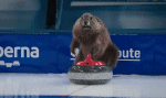 Curling-Multimedia Canales - TV Francia France 3 Les Marmottes Sports 
