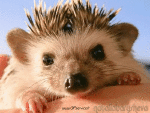 Humor -  Fun Animals Hedgehogs 01 
