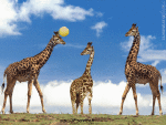 Humor -  Fun Tiere Giraffen 01 