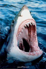 Humor -  Fun Animals Sharks 01 