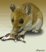 Humor -  Fun Tiere Maus 01 