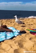 Humor -  Fun Animals Birds Seagulls 