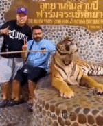 Humour - Fun Animaux Tigres 01 