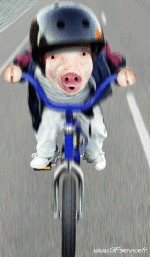 Humor -  Fun Animals Pigs - Bushpigs 01 