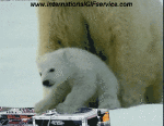 Humor -  Fun Animals Bears 01 