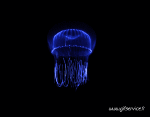 Humor -  Fun Animals Jellyfish 01 