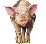 Humor -  Fun Animals Pigs - Bushpigs 01 