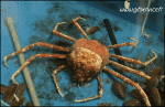 Humor -  Fun Animals Crabs 01 