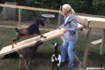 Humor -  Fun Animals Goats - Goatee Serie 02 