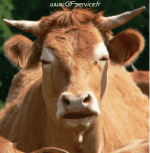 Humor -  Fun Tiere Kühe 01 