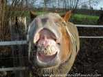 Humor -  Fun Tiere Pferde 01 