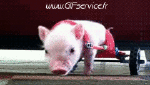 Humor -  Fun Tiere Schweine - Wildschweine 01 