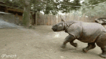 Humour - Fun Animaux Rhinocéros 01 