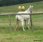 Humor -  Fun Animals Horses 01 