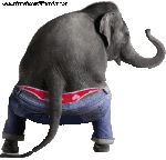 Humor -  Fun Animals Elephants 01 