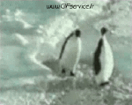 Humor -  Fun Animals Penguins 01 