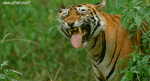 Humour - Fun Animaux Tigres 01 