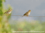 Humor -  Fun Animals Birds Sparrows 