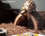 Humor -  Fun Tiere Schildkröten 01 