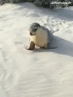 Humor -  Fun Tiere Seals Seelöwe 01 