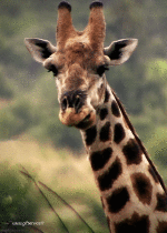 Humour - Fun Animaux Girafes Serie 01 