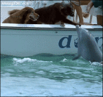 Humor -  Fun Animals Dolphins 01 
