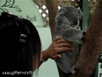 Umorismo -  Fun Animali Koala 01 