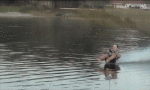 Umorismo -  Fun Sportivo Sci d'acqua A piedi nudi 