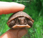 Humour - Fun Animaux Tortues Serie 01 