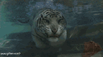 Humor -  Fun Tiere Tiger 01 