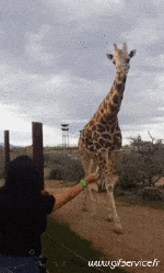 Humor -  Fun Tiere Giraffen 01 
