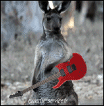 Humor -  Fun Animals Kangaroos 01 