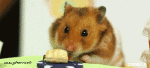 Humour - Fun Animaux Hamster 01 