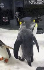Humor - Fun Animales Pingüinos 01 