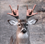 Humor -  Fun Animals Deer - Fawn 01 