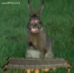 Humor - Fun Animales Conejo 01 