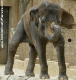 Humor -  Fun Tiere Elefanten 01 
