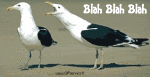 Umorismo -  Fun Animali Uccelli Gabbiani 